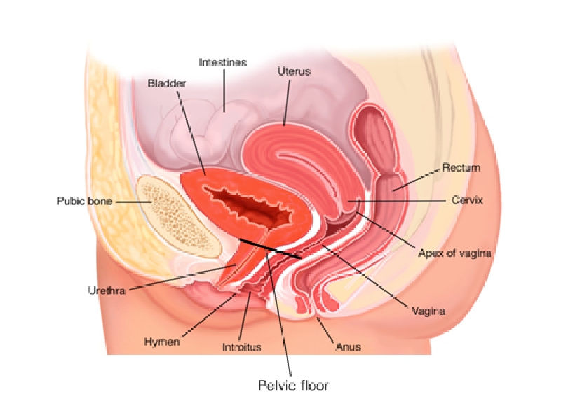 Female Urology | Advanced Center of Kidney & Urology
